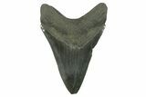 Bargain, Fossil Megalodon Tooth - South Carolina #383197-2